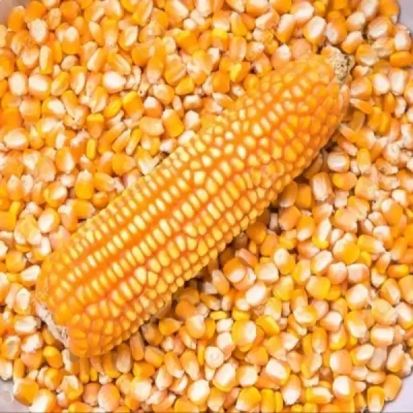 Yellow corn